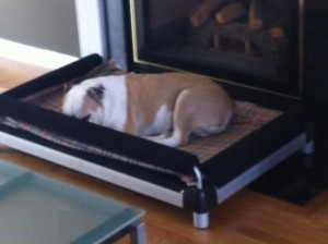 DoggySnooze snoozeSofa elevated dog bed as enjoyed by a bulldog